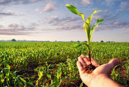 seguros_agropecuarios seguros_agropecuarios